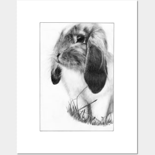 Bunny rabbit Drawing Posters and Art